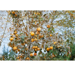 Diospyros kaki ´Royo Brillante´ / Hurmi kaki / Ebenovník rajčiakový, 80-100 cm špič., sem., C2