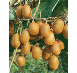 Actinidia chinensis ´Hayward´ / Veľkoplodé kiwi, 80-100 cm, C2