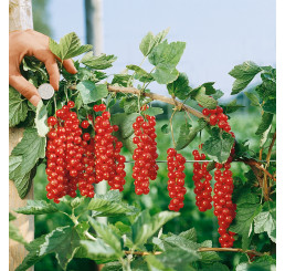 Ribes rubrum ´Rovada´ / Ríbezľa červená, krík, 4-5 výh.