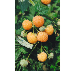Rubus idaeus ´Poranna Rosa´ / Žltá malina, 60-80 cm, K12