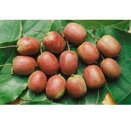 Actinidia arguta ´Ken´s Red´ / Drobnoplodé kiwi, C2, samičia r.