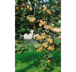 Actinidia chinensis ´Jenny´ / Veľkoplodé kiwi, 70-80 cm, C2