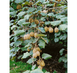 Actinidia chinensis ´Boskoop´ / Veľkoplodé kiwi, C2, objpohlavné