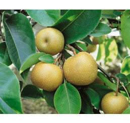 Pyrus communis ´Nashi Kosui´ / Hruška ázijská, hr. planá
