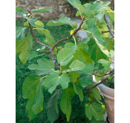 Ficus carica ´Dotato´ / Figovník, 20-30 cm, K9