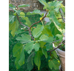 Ficus carica ´Dotato´ / Figovník, 100-120 cm, C7