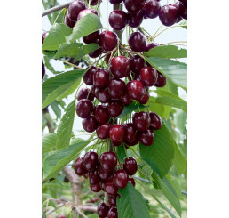 Prunus avium ´Kordia´ / Čerešňa, Gisela 5