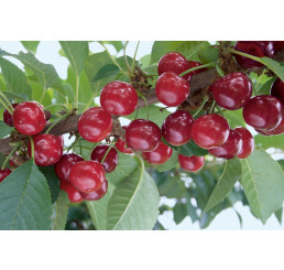 Prunus cerasus ´Morella Neskorá´ / Višňa, mah.
