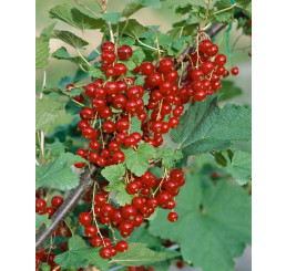 Ribes rubrum ´Trent´ / Červená ríbezľa licenc., kmienok, 4-5 výh. rib.zl.