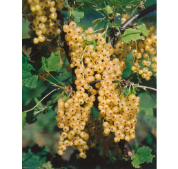 Ribes rubrum ´Primus´ / Biela ríbezľa, kmienok, 4-5 výh.