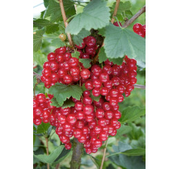 Ribes rubrum ´Detvan´ / Červená ríbezľa, kmienok, rib.zl.