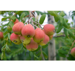 Sorbus domestica / Oskoruša domáca, 80-100 cm, C3,5