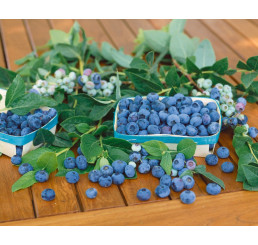 Vaccinium corymb. ´Patriot´ / Kanad. čučoriedka, 30-40 cm, C3