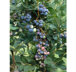 Vaccinium corymb. ´Brigitta´ / Kanad. čučoriedka, 30-40 cm, K12