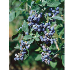 Vaccinium corymb. ´Bluecrop´ / Kanadská čučoriedka, bal. 5 ks, mladé sadenice