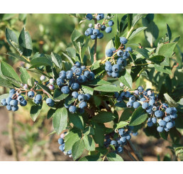 Vaccinium corymb. ´Duke´ / Kanad. čučoriedka, 40-60 cm, K17