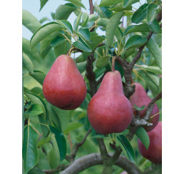 Pyrus communis ´Williamsova červená´ / Hruška letná, hr. planá