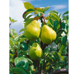 Pyrus communis ´Williamsova´ / Hruška letná, hr. planá