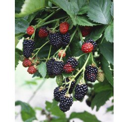 Rubus fruticosus ´Black Satin´ / Černica beztŕňová, K11