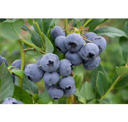 Vaccinium corymb. ´Nelson´ / Kanad. čučoriedka, 40-60 cm, K17