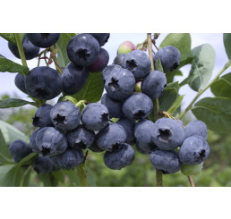 Vaccinium corymb. ´Bluegold´ / Kanad. čučoriedka, 40-60 cm, K16