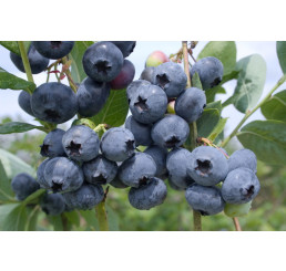 Vaccinium corymb. ´Chandler´ / Kanad. čučoriedka, 30-40 cm, K12