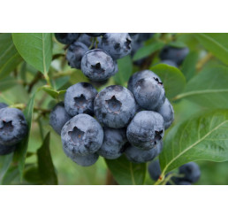 Vaccinium corymb. ´Bluecrop´ / Kanad. čučoriedka, 80/100, K17