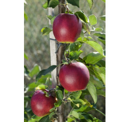 Malus Ballerina ´SUNCATS´ / Stĺpovitá jabloň, MM106, 80/100, C5