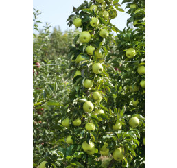 Malus Ballerina ´GOLDCATS´ / Stĺpovitá jabloň, 60/80 cm, C5