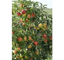 Malus domestica ´Pinova´ / Jabloň zimná, M9