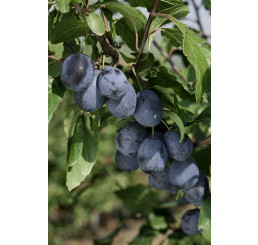 Prunus domestica ´Čačanská Lepotica´ / Slivka letná, myr.