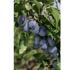 Prunus domestica ´Čačanská Lepotica´ / Slivka letná, wangen.