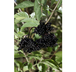 Sambucus nigra ´Haschberg´ / Baza čierna, 30-40 cm, K12