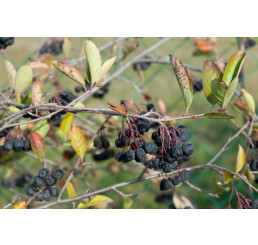 Aronia melanocarpa ´Nero´ / Arónia čiernoplodá, 30-50 cm, K11
