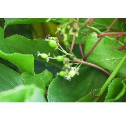 Actinidia arguta / Opeľovač kiwi, 80-100 cm vyv., K11, samčia r.