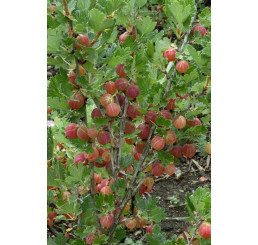 Ribes grossularia ´Hinnonmaki Rot´ / Egreš červený rezistentný, krík, K9