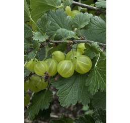 Ribes grossularia ´Invicta´ / Egreš biely rezistentný, štepený krík, VK