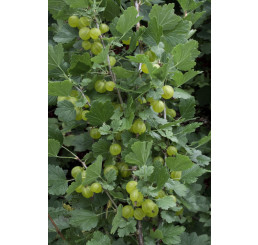 Ribes grossularia ´Invicta´/ Egreš biely rezistentný, kmienok, rib.zl. 4-5 výh.