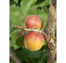 Prunus armeniaca ´Veľkopavlovická´ / Marhuľa stredne skorá, Wavit, 100/120 cm, C5