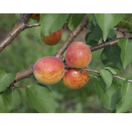 Prunus armeniaca ´Maďarská´ / Marhuľa stredne skorá, Wawit, 100/120 cm, C5