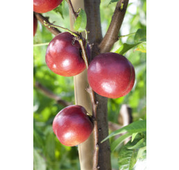 Prunus persica ´Big Top´ / Nektarinka, sem.
