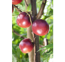 Prunus persica ´Big Top´ / Nektarinka, sem.