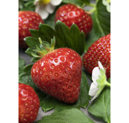 Fragaria ananassa ´Aromas´ / Stáleplodiaca jahoda, bal. 10 ks, VK