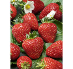 Fragaria ananassa ´Twist´ / Jahoda skorá, bal. 6 ks, 6x K7
