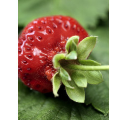 Fragaria ananassa ´Induka´ / Stredne skoro plodiaca jahoda, bal. 10 ks, VK