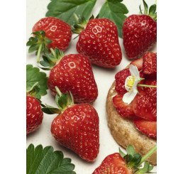 Fragaria ananassa ´Symphony´ / Jahoda neskorá, bal. 6 ks, 6xK7