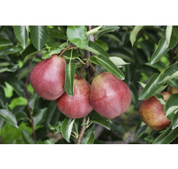 Pyrus communis ´Williamsova červená´ / Hruška letná, hr. planá