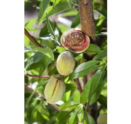 Prunus dulcis ´Vama´ / Mandľa, GF677