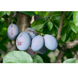 Prunus domestica ´Jojo´ / Slivka jesenná rezistentná, wangen., Wavit