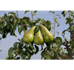 Pyrus communis ´Concorde´ / Hruška zimná stĺpovitá, Dula A